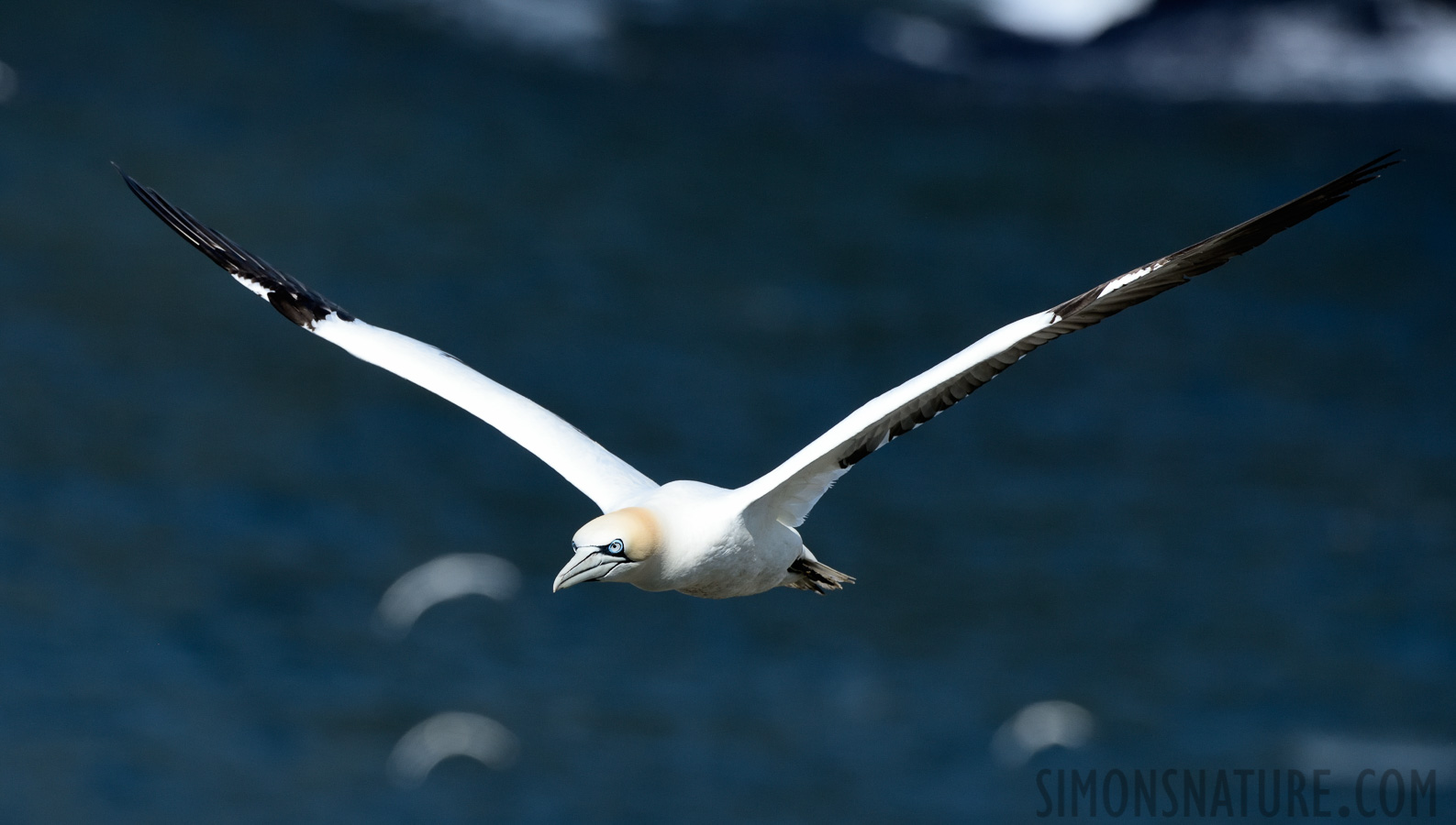 Morus bassanus [400 mm, 1/2500 Sek. bei f / 8.0, ISO 800]